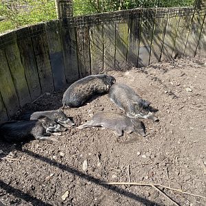 Visayan warty pigs 240424