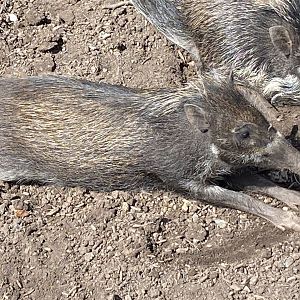 Visayan warty pig juvenile 240424