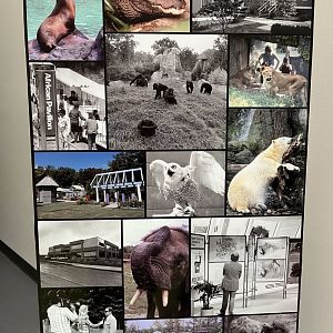 Zoo History display in Stedman Building (1/3)