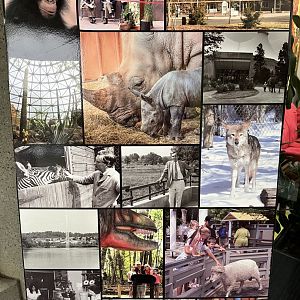 Zoo History display in Stedman Building (2/3)