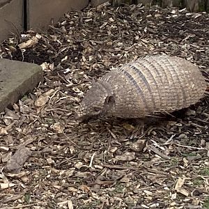 Six-banded armadillo 240424