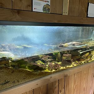 Tropical House - Chinese Big-headed turtle exhibit 240424