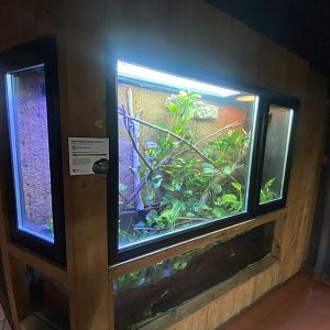 Tropical House - Red-tailed ratsnake exhibit 240424