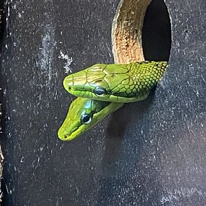 Tropical House - Red-tailed ratsnakes 240424