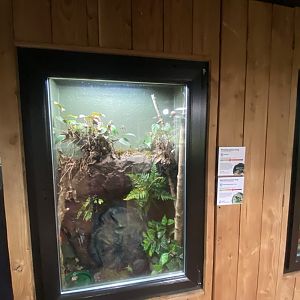 Tropical House - Poison dart frog exhibit 240424