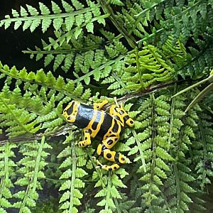 Tropical House - Yellow-banded poison dart frog 240424