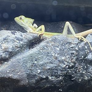 Tropical House - Serrated casquehead iguana 240424