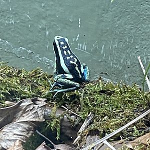 Tropical House - Pleasing poison frog 240424