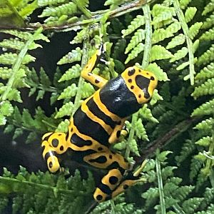 Tropical House - Yellow-banded poison dart frog 240424
