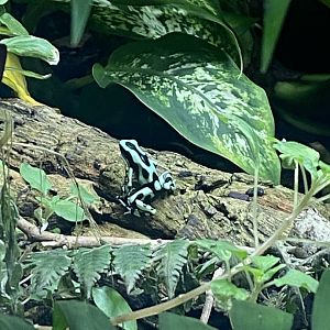 Tropical House - Green and black poison dart frog 240424