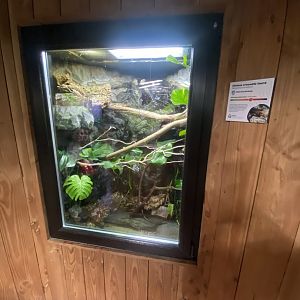 Tropical House - Chinese crocodile lizard exhibit 240424