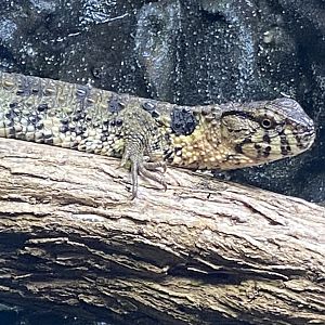 Tropical House - Chinese crocodile lizard 240424