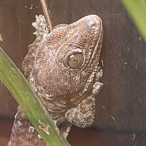 Tropical House - Tokay gecko 240424