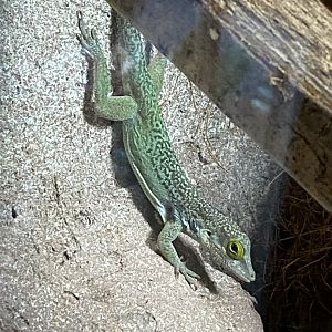 Tropical House - Antigua anole 240424