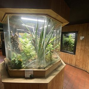 Tropical House - Mixed frog exhibit 240424