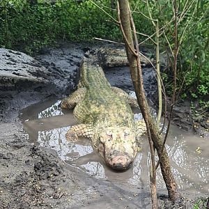 Leucistic American Alligator at Crocodile Encounter