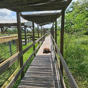 African Spurred Tortoise at Crocodile Encounter