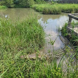 Orinoco Crocodile at Crocodile Encounter