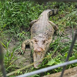 Philippine Crocodile at Crocodile Encounter