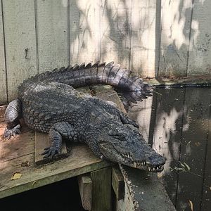 West African Crocodile at Crocodile Encounter