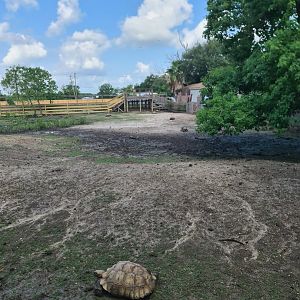 African Spurred Tortoise Walkthrough exhibit at Crocodile Encounter