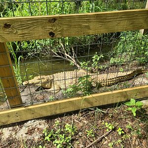 Golden Nile crocodile morph at Crocodile Encounter