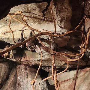 Museum Of Arts & Sciences (GA) - Straw Fruit Bats