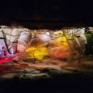 Museum Of Arts & Sciences (GA) -Bat cave exhibit