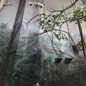 Museum Of Arts & Sciences (GA) - Geoffroy's Tamarin exhibit