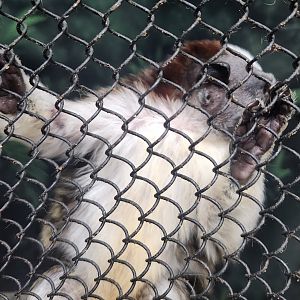 Museum Of Arts & Sciences (GA) - Geoffroy's Tamarin close-up