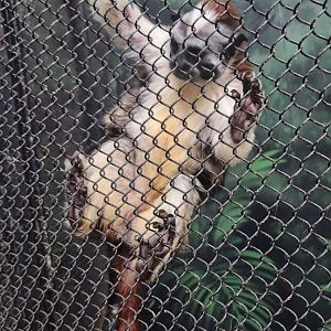 Museum Of Arts & Sciences (GA) - Geoffroy's Tamarin