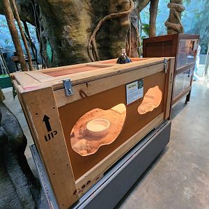Museum Of Arts & Sciences (GA) - Ball Python "crate" exhibit