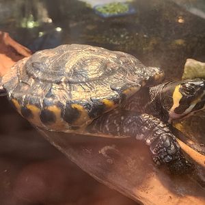 Museum Of Arts & Sciences (GA) - Yellow-bellied Slider