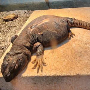 Museum Of Arts & Sciences (GA) - Uromastyx (dispar) maliensis