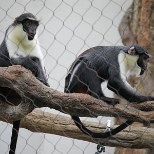 Diana monkeys (Cercopithecus diana)