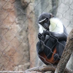 Diana monkey inspecting its feet