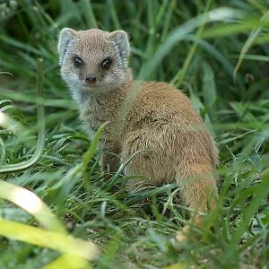 Yellow Mongoose Pup - 2nd June 2024