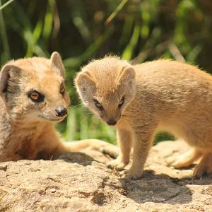 Yellow Mongoose Pup and Parent - 2nd June 2024