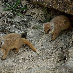 Yellow Mongoose Pups - 2nd June 2024