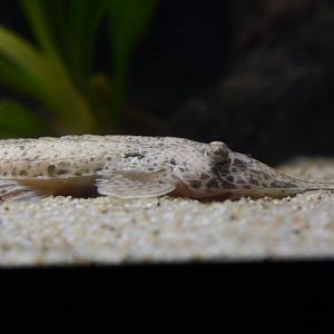 Pinocchio whiptail catfish (Hemiodontichthys acipenserinus)