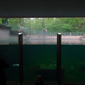 Humboldt penguin enclosure