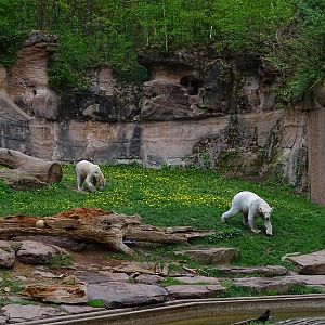 Polar bear enclosure #2