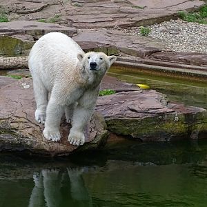 Polar bear (Ursus maritimus)