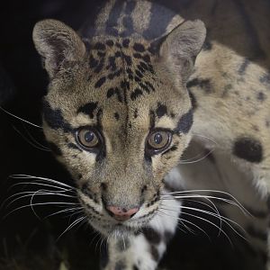 Clouded leopard