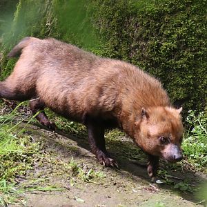 Bush dog