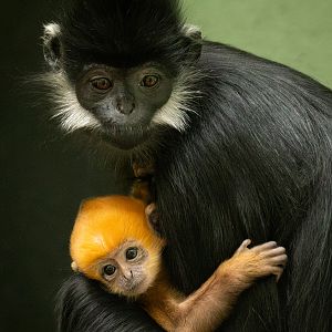 François's langur : Whipsnade : 27 May 2024