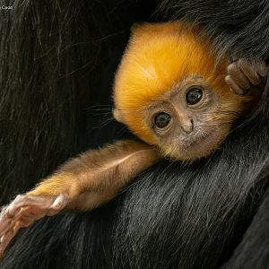 François's langur : Whipsnade : 27 May 2024