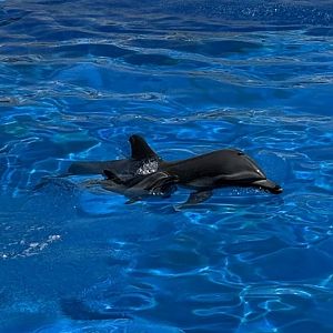 “Cardiff” the Rescued Common Dolphin Calf and “Bullet” the Common Bottlenose x Common Dolphin Hybrid