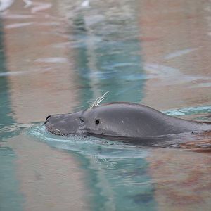 Grey Seal (Halichoerus grypus)