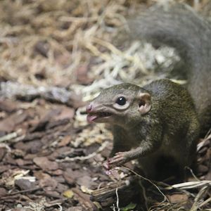 Northern Tree Shrew (Tupaia belangeri)